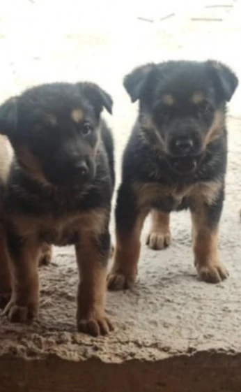Chiots berger allemand