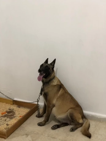 Chiot malinois charbonnier