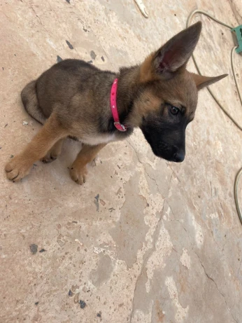 مالينوا