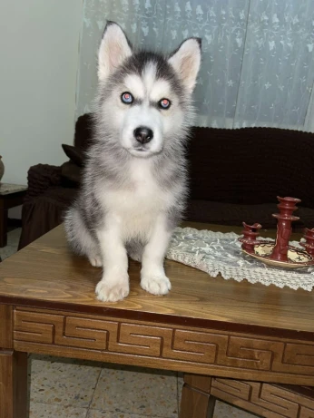 Husky malamute