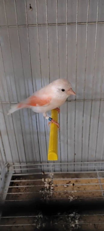 Tarin Venezuela Mutation brun pastel diluée 2023
