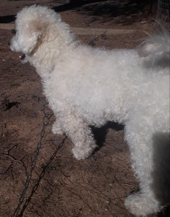 Bichon frisé âge de 2ans