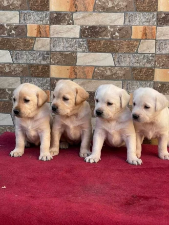Labradors retriever 