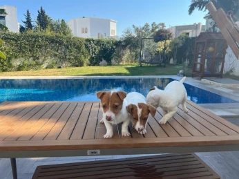 Jack russell