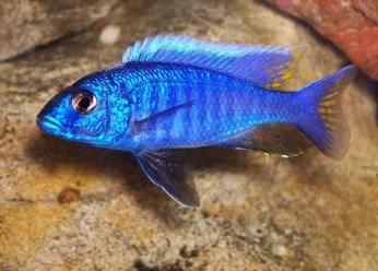 Poisson bleu électrique