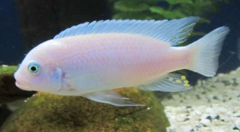 Poisson zebra blanc