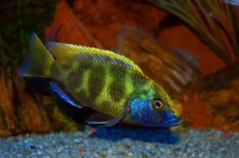 Poisson para