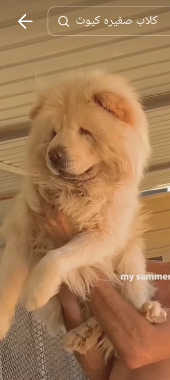 Chowchow