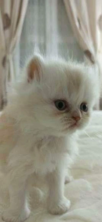 Chat person chinchilla