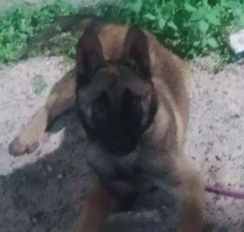 berger malinois