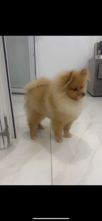 Spitz pomeranien