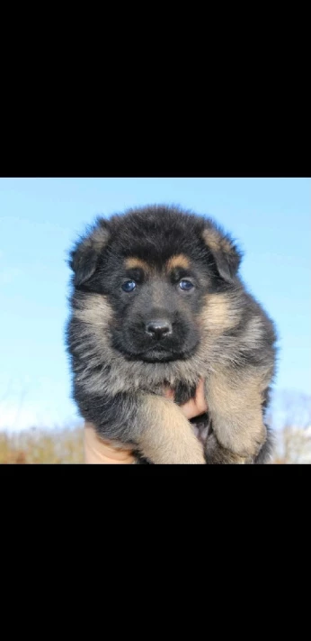 chiot berger allomand