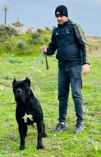 Cane corso