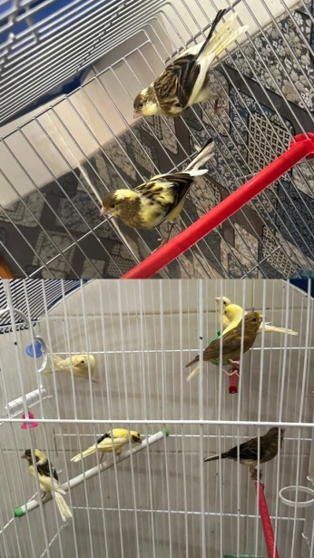 Canari ordinaire