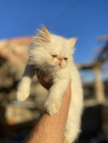 Chat persan