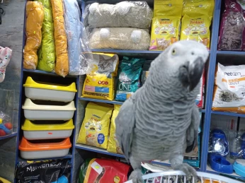 Gris du Gabon gabonais