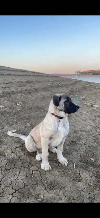 Kangal pure race