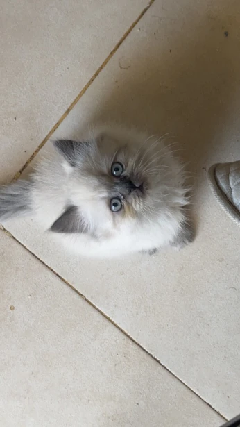 Chaton persan à vendre