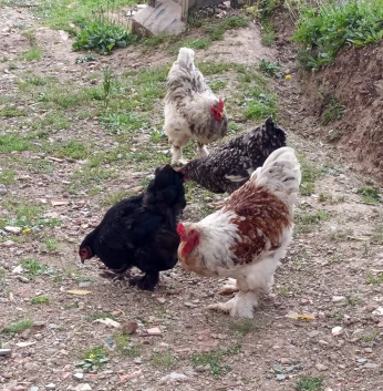 poules et coq
