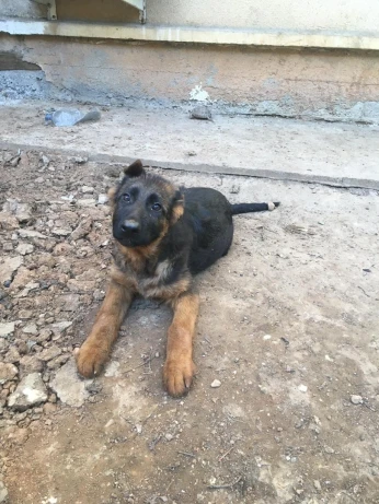 Chiot berger allemand