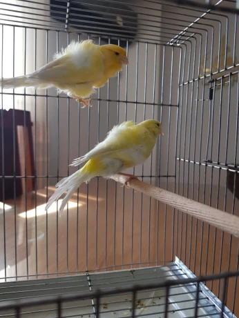 Couple canaris frisé/ 2021