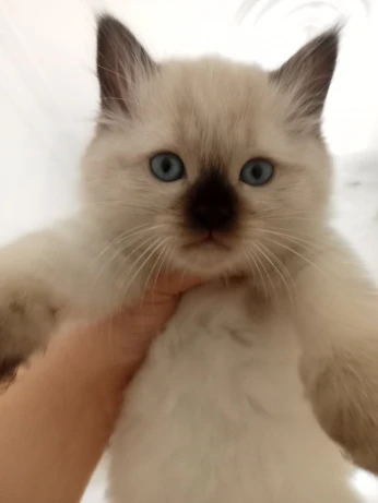 Chaton à vendre