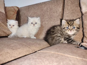 Chat persan
