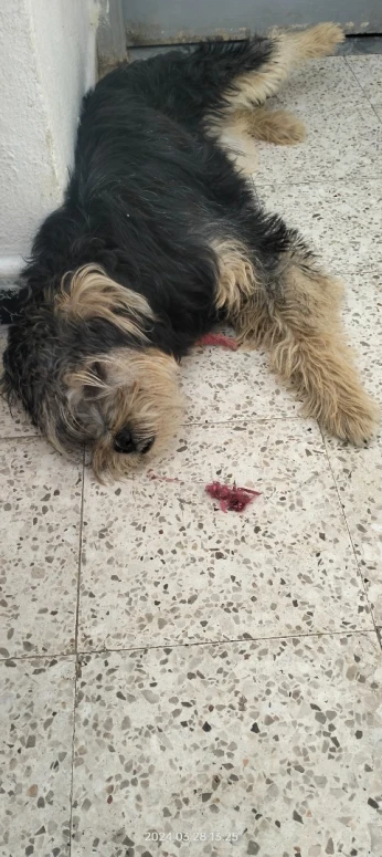 Caniche Chien sapsali