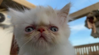 Persan hymalayen peaky face