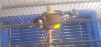 مقنين كوبلور Chardonneret coupleur