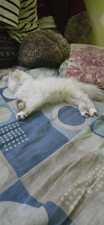 chat persan femelle