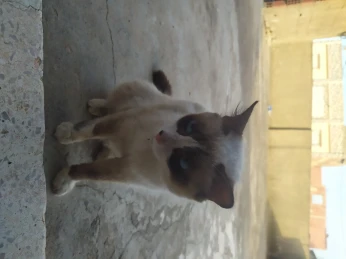 Chat siamoi