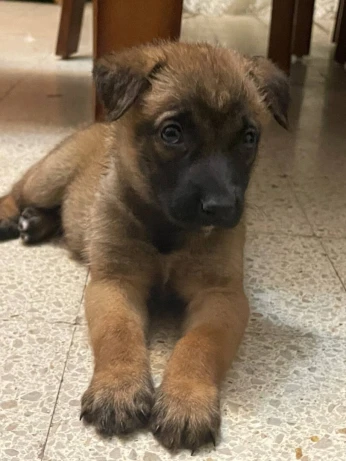 Malinois pure race