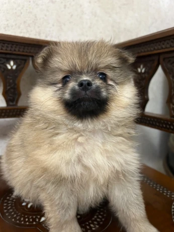 Chiots spitz pomeranien