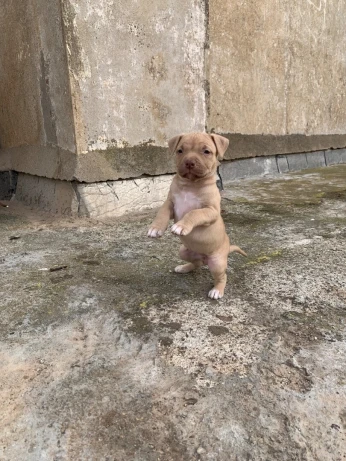 Pitbull