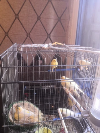 14 Canaries à vendre