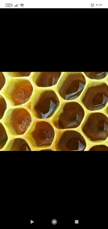 بيع طرود النحل مع عسل النحل