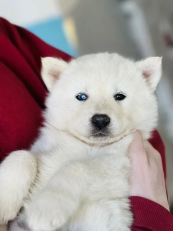 vrai husky Disponible de très beaux chiots de haute qualité Poil long , yeux vairons