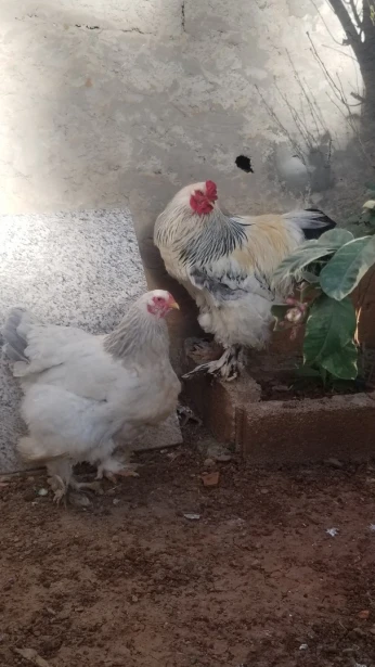 Couple brahma