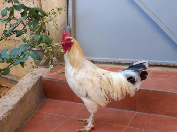 ديك عرب