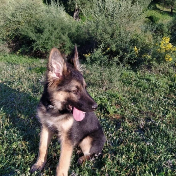 Chien berger allemand