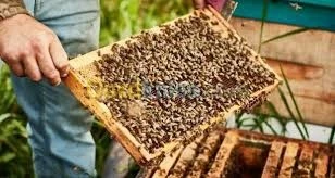 بيع طرود النحل 03 اطارات