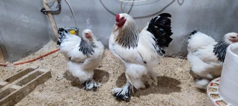 Œufs fécondé poule de race