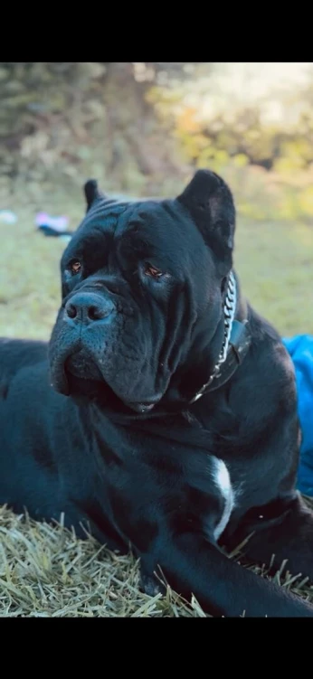 Cane corso 