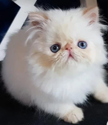 Persan peky face
