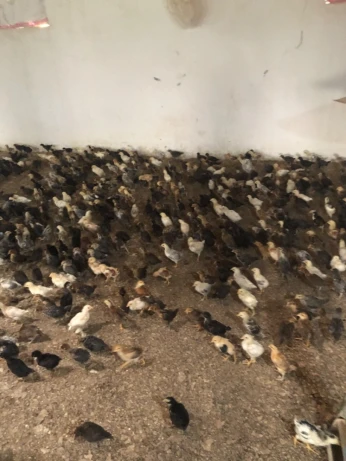 فلوس فيومي وعرب