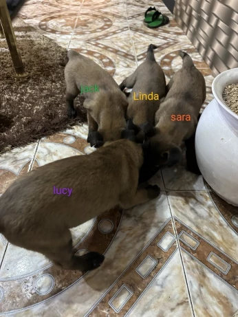 Malinois charbonné noire