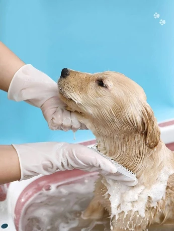 Toilettage chiens