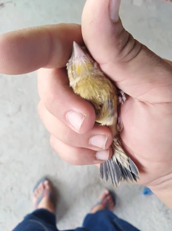 ميلي جان 