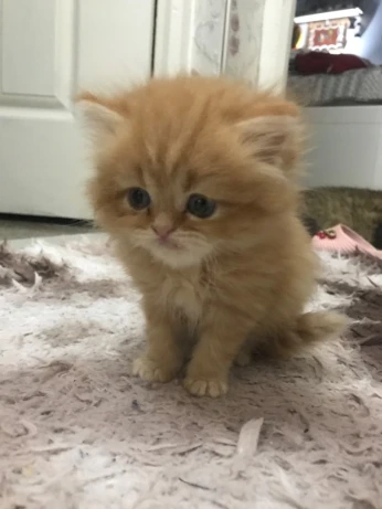 Chatons persans
